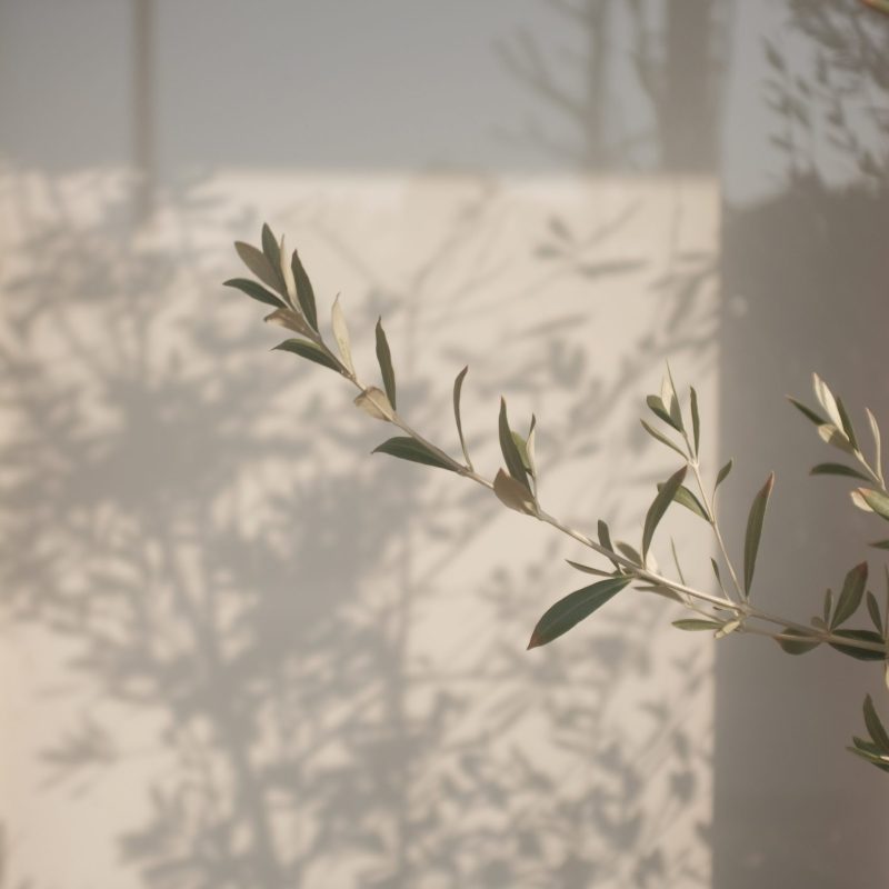 mak-uOHAPqz-618-unsplash mak-uOHAPqz-618-unsplash